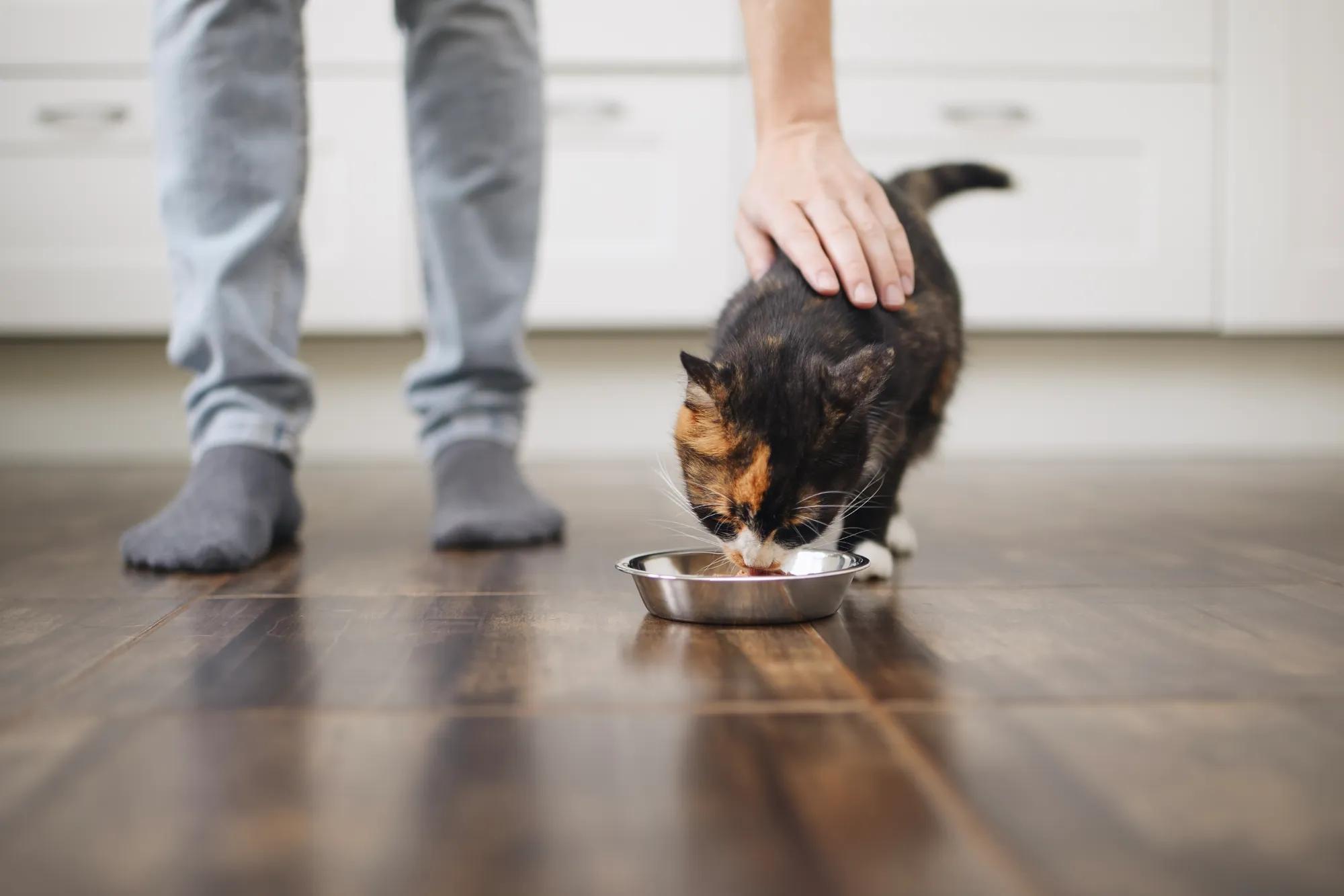 Pet cat eating in new house