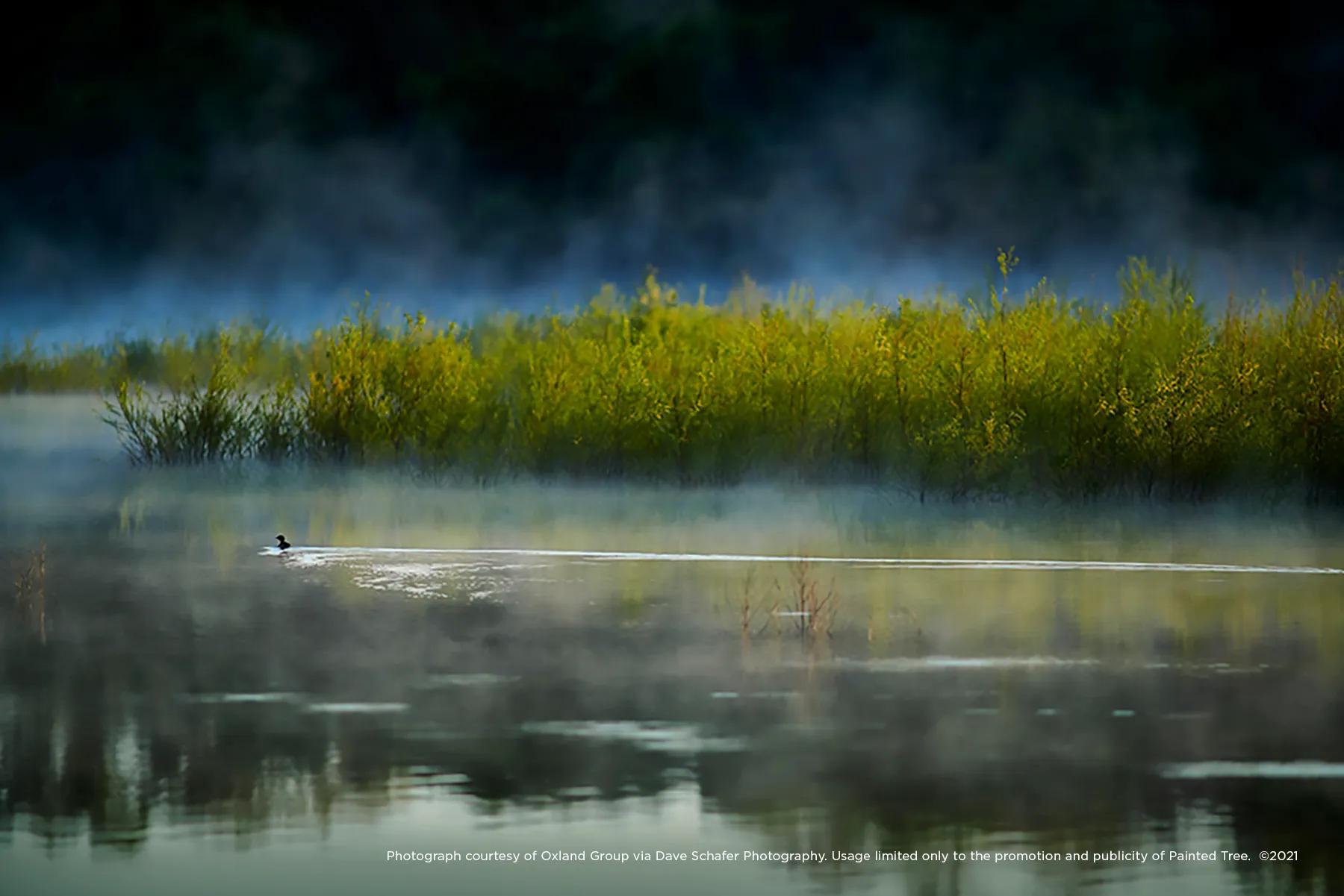 pond and greenery with a duck floating