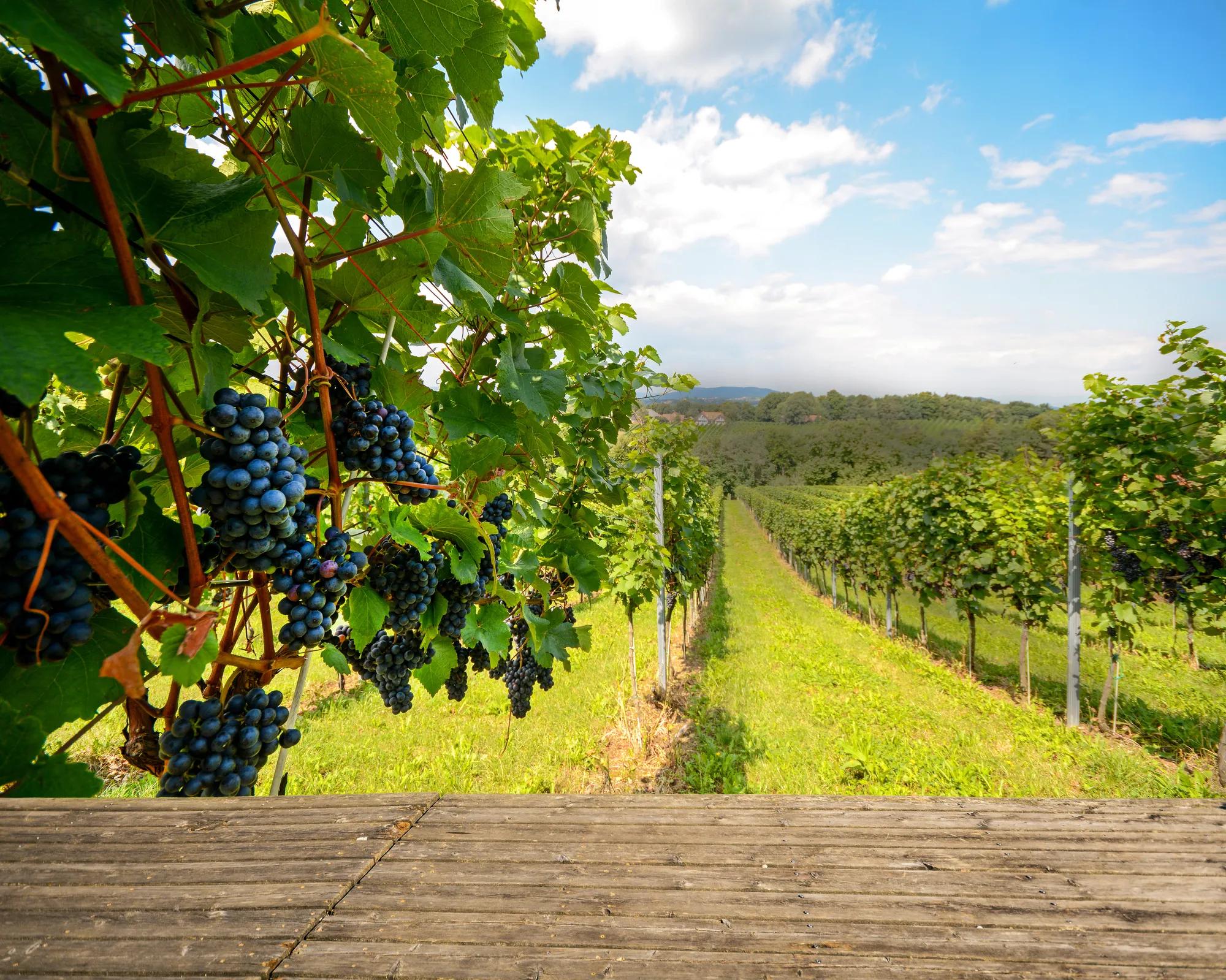 Vineyard growing red wine grapes
