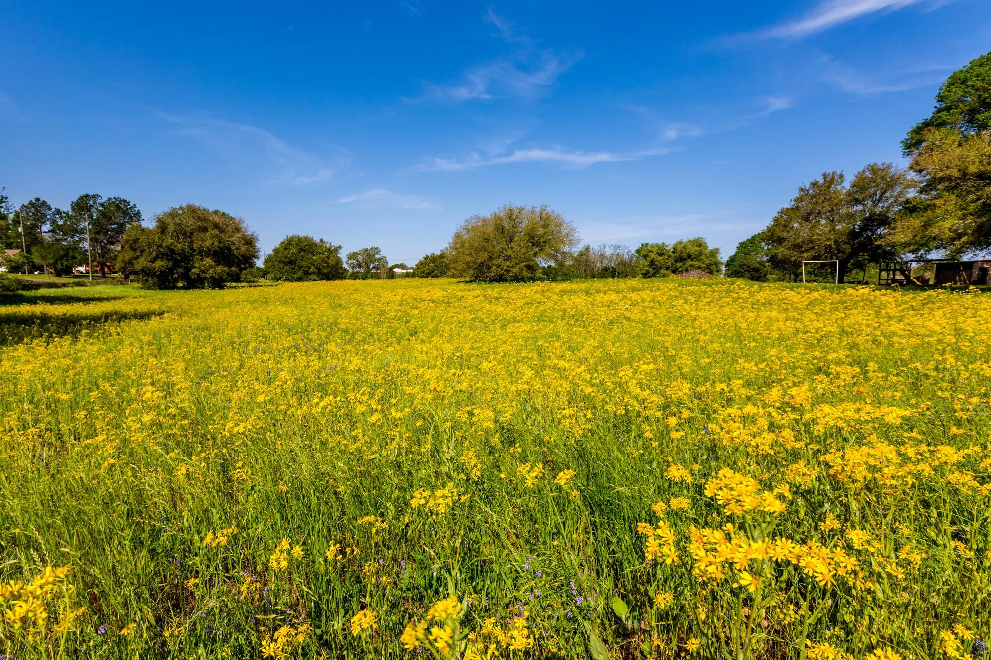 Yellow field of wildflowers in Texas
