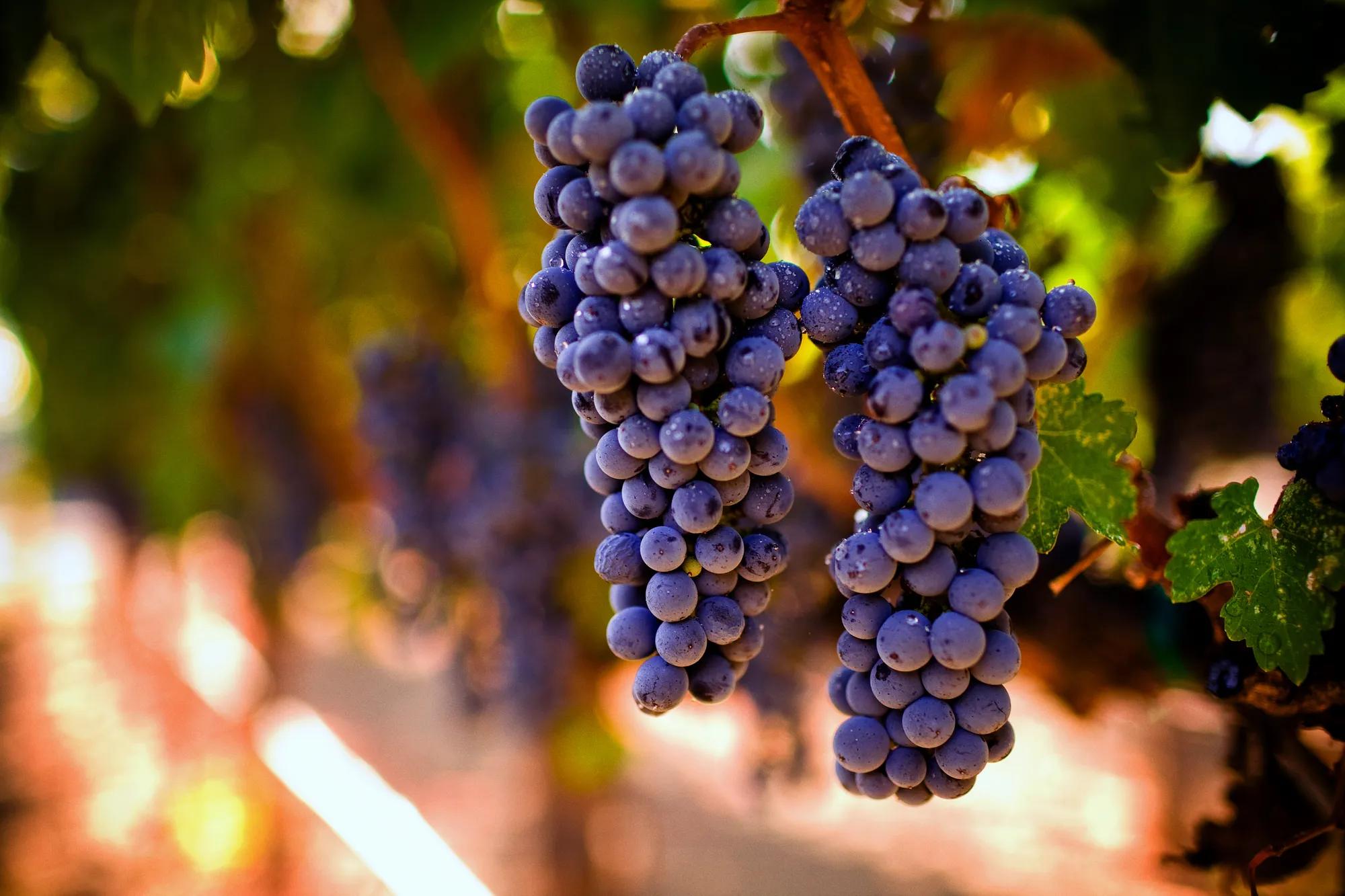 Ripe purple grapes ready for harvest