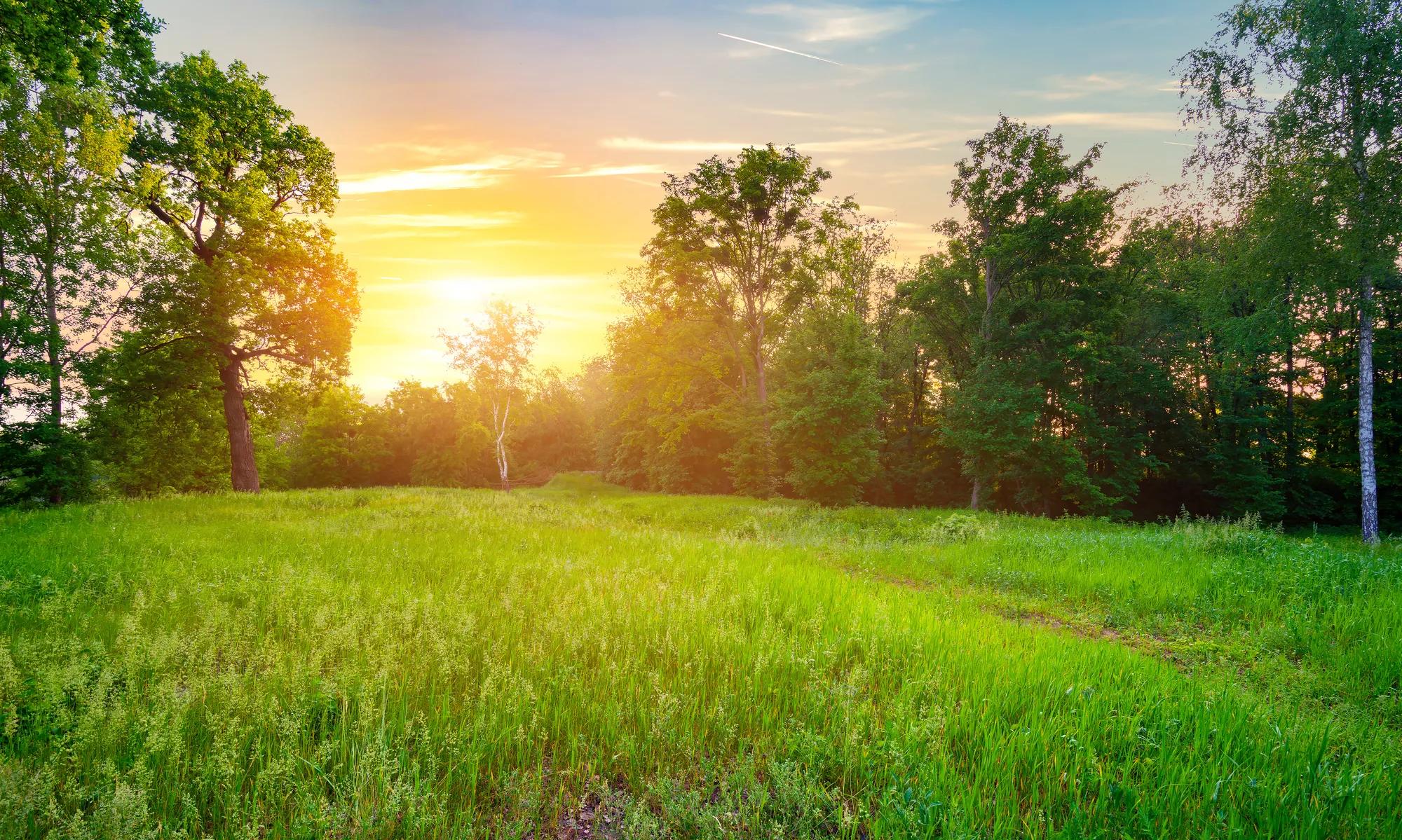 Meadow with green grass at sunset