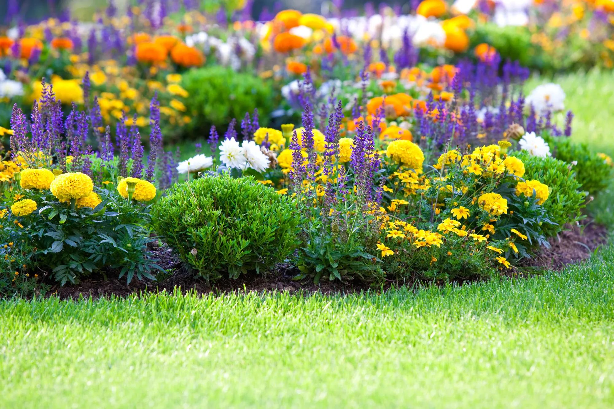 Multicolored flowerbed on a landscaped lawn
