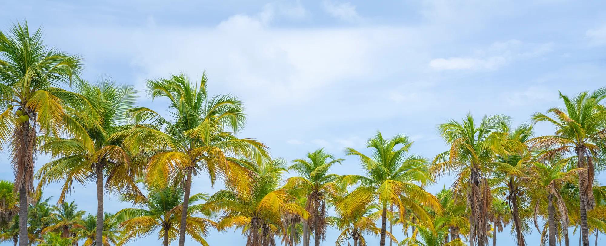 Rows of beautiful palm trees on cloudy sky in Florida
