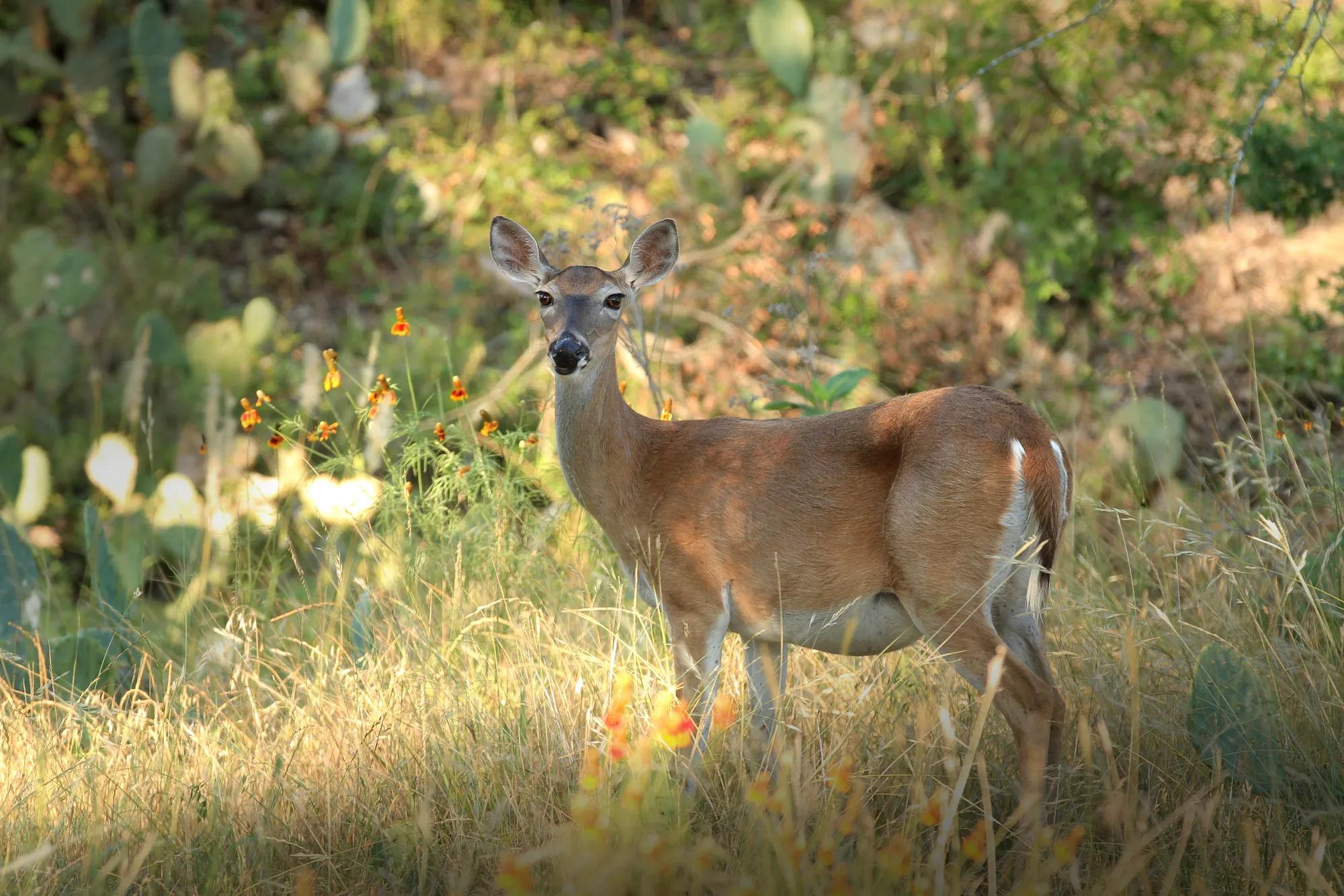 Deer