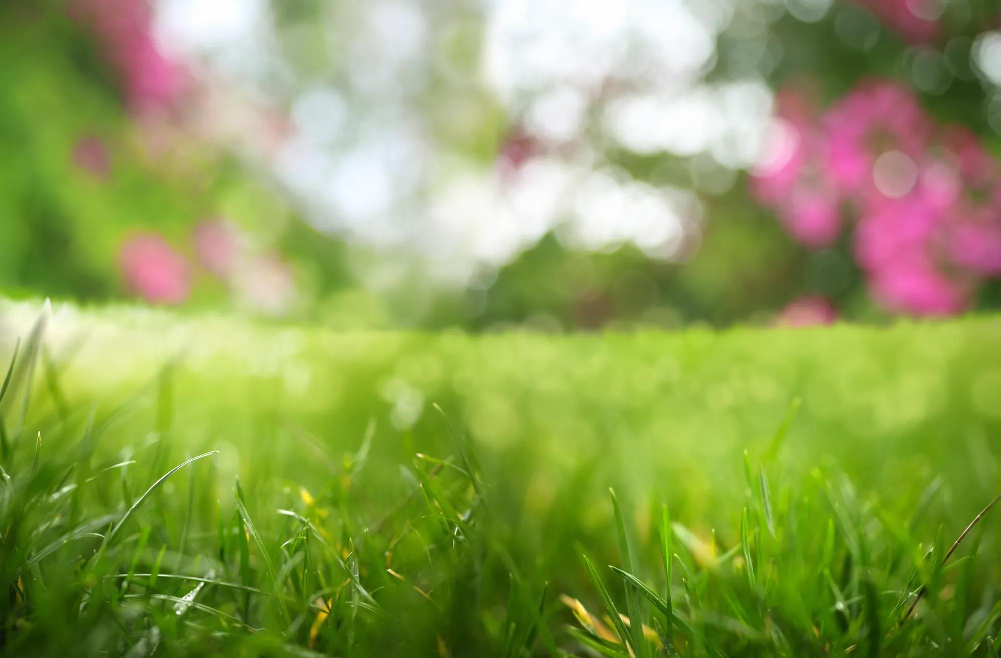 Outdoor close-up of grass