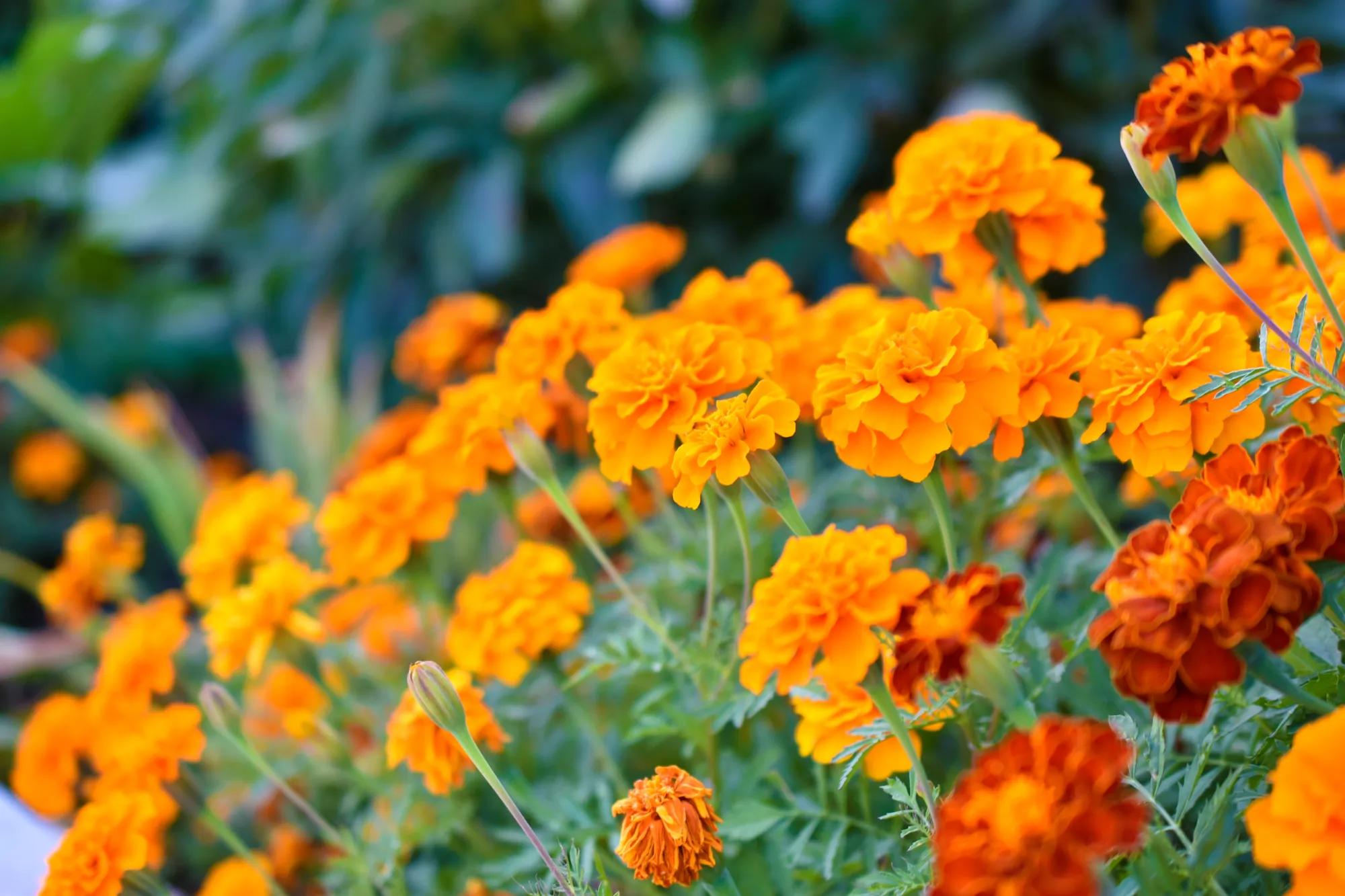 Red and orange marigold flowers