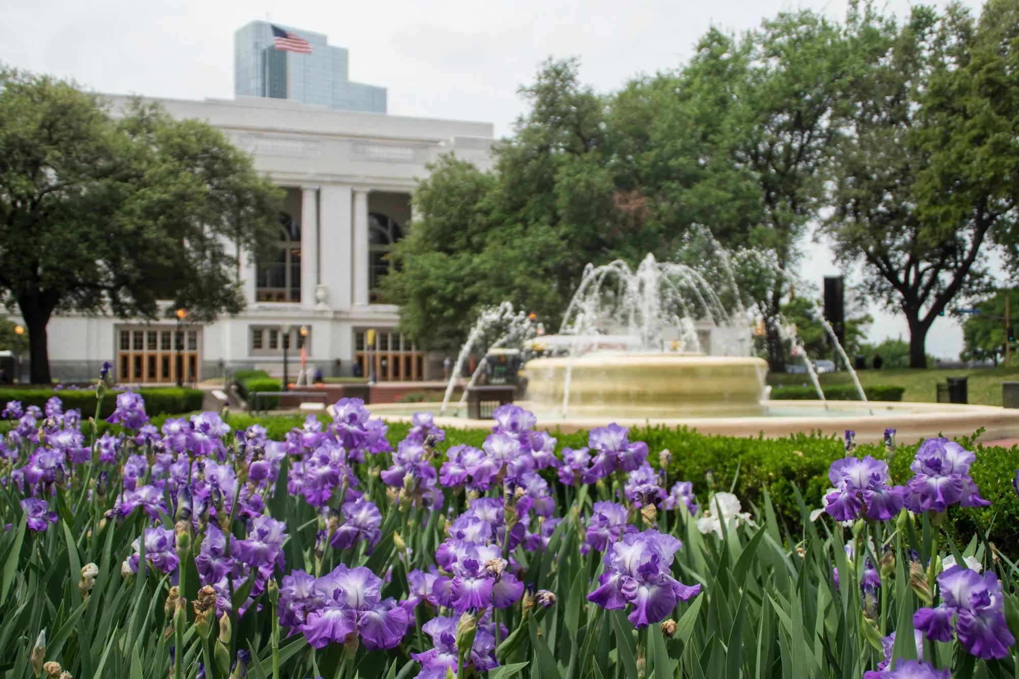 Flowerbed of violet irises in front of a fountain in Dallas