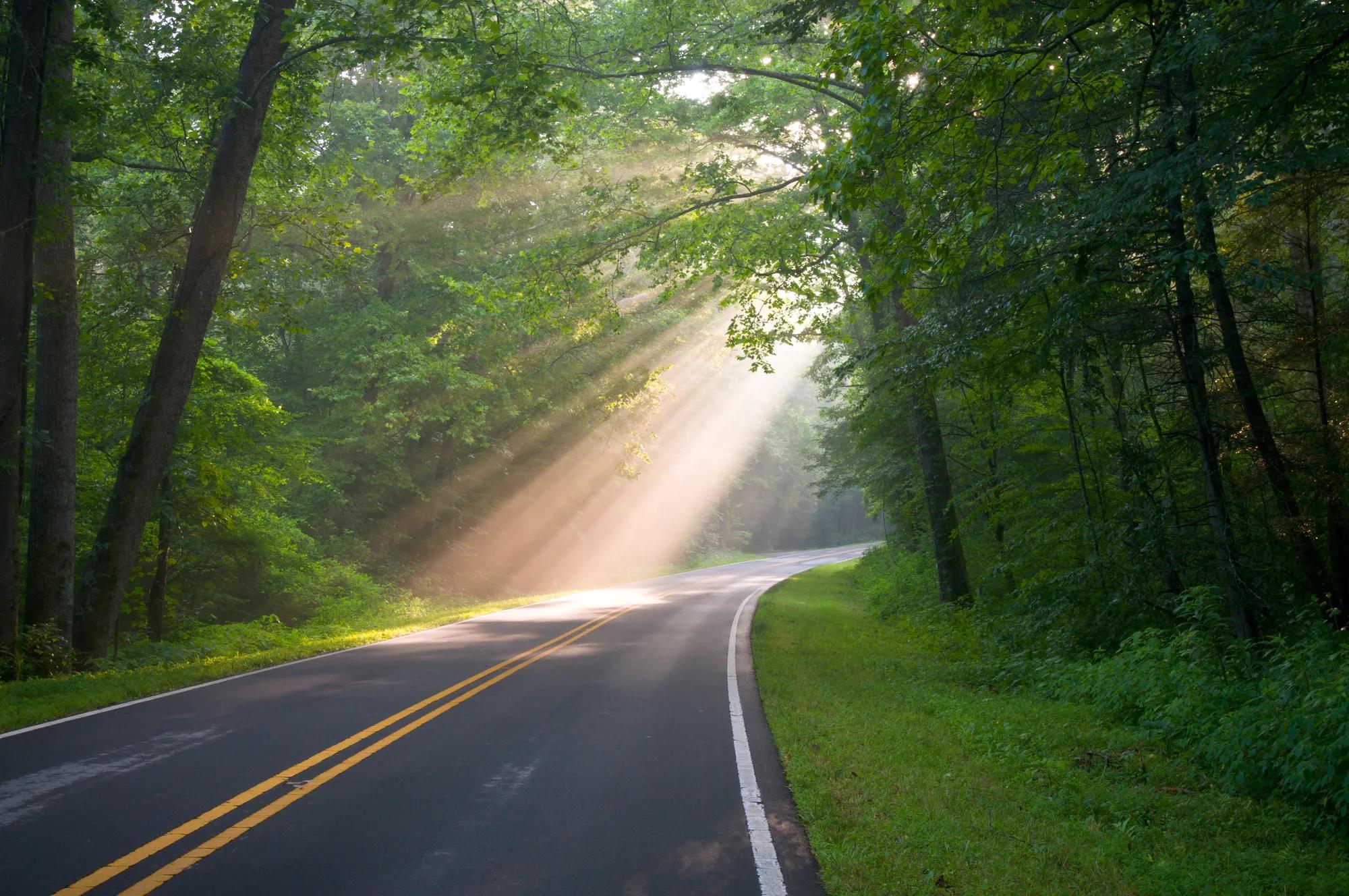 Forest Road Sun Beams and Rays Through Trees