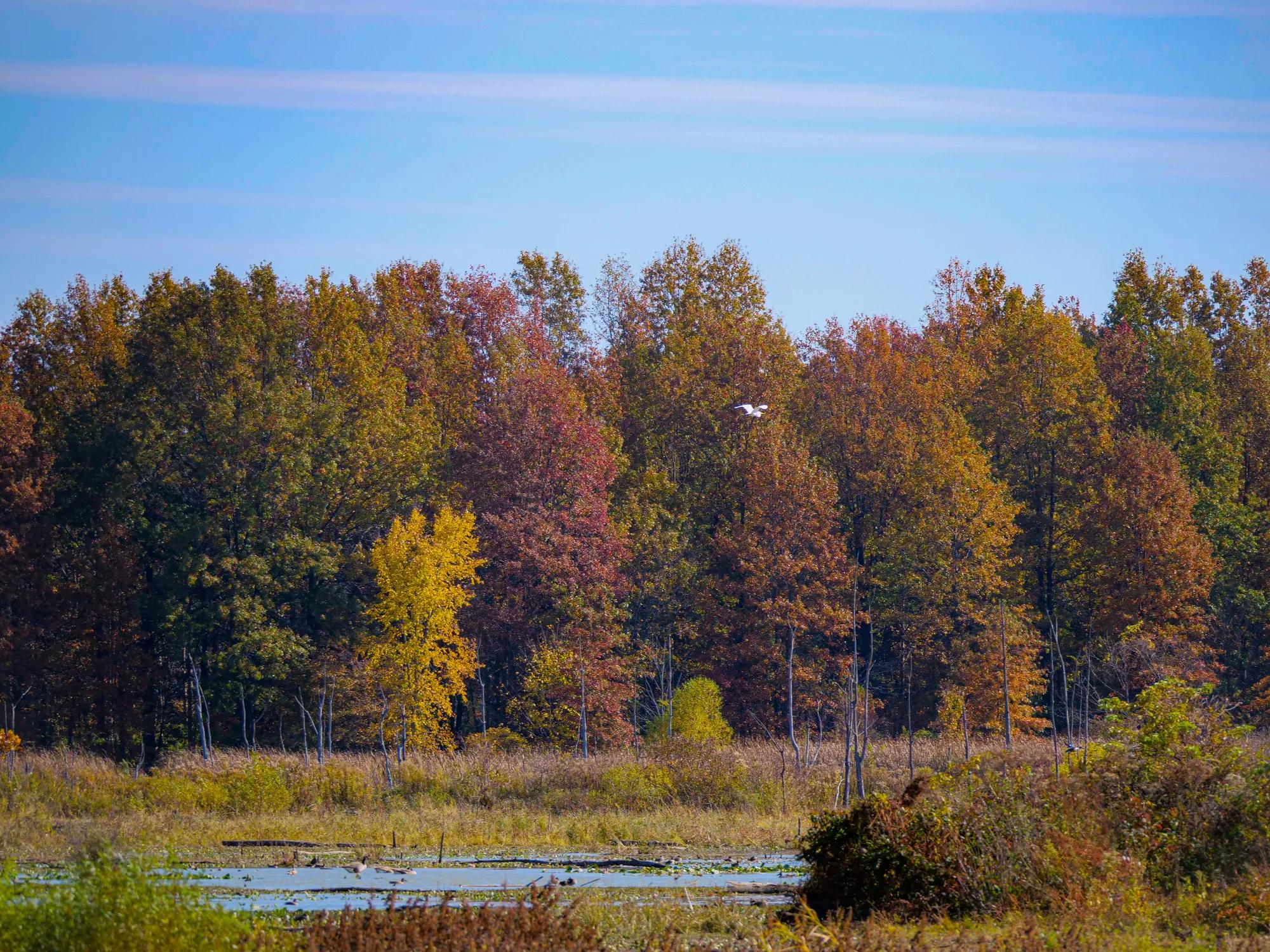 Autumn trees and landscape in Ohio
