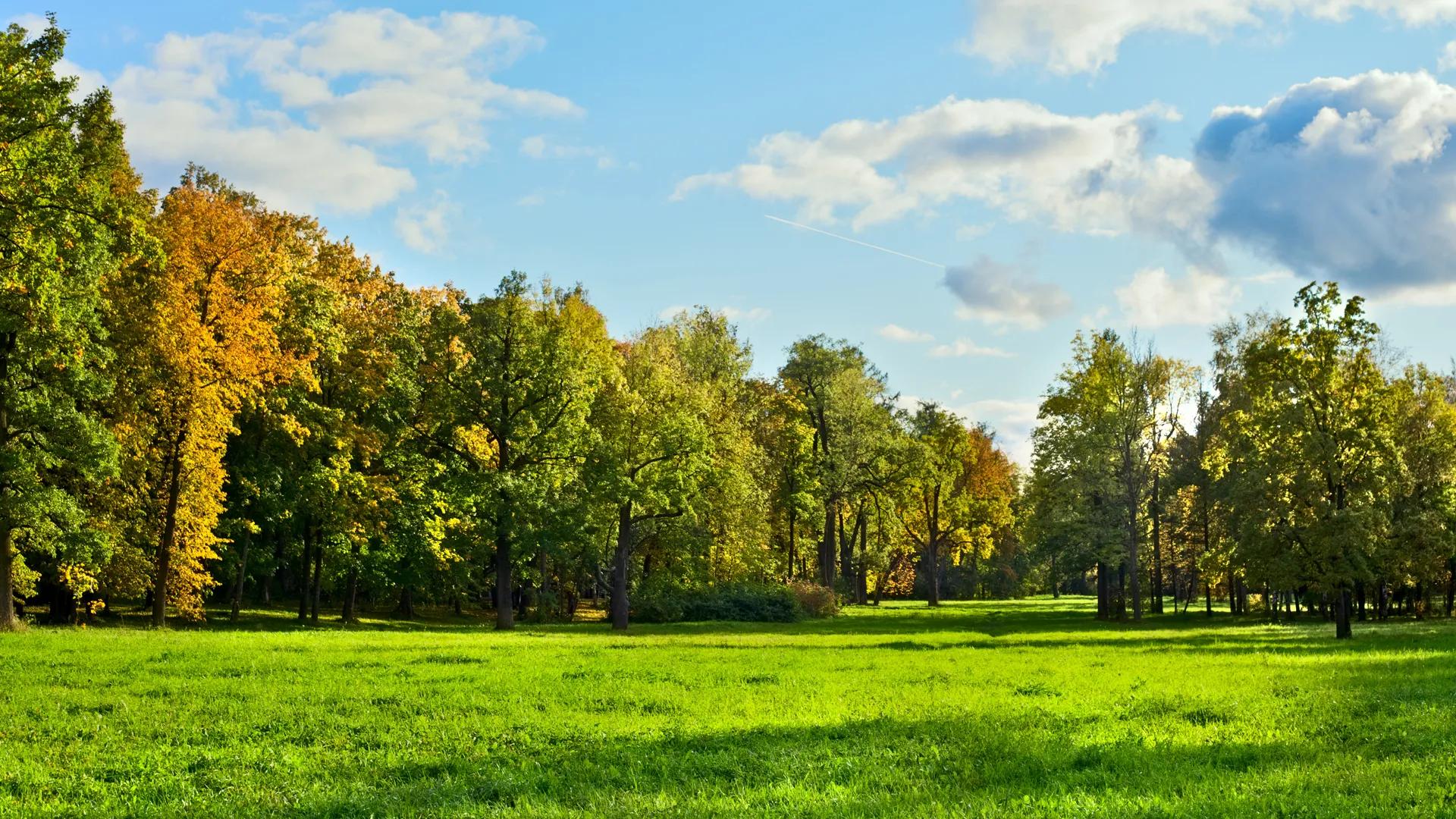 Field and trees landscape