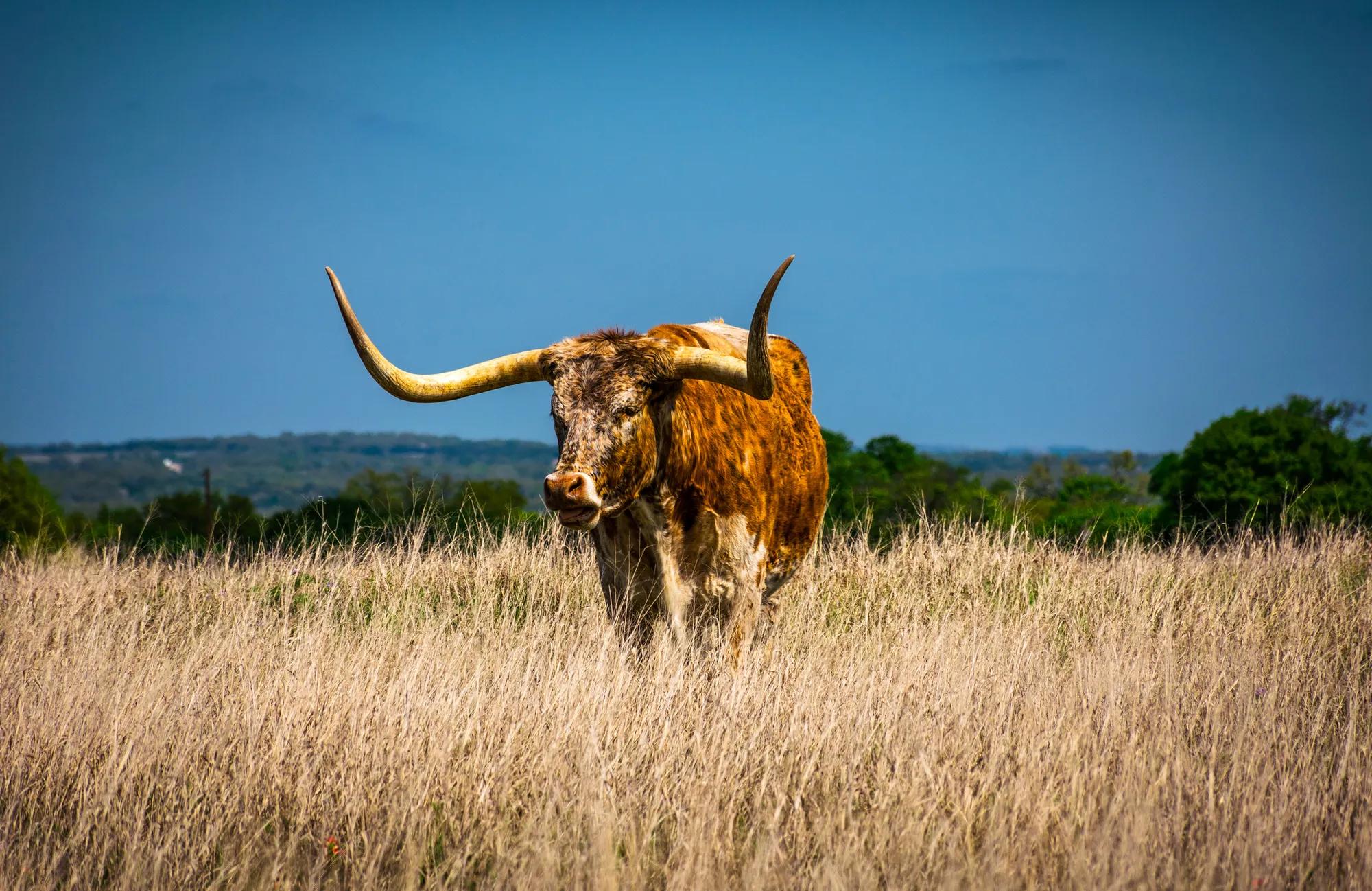 Texas longhorn in field