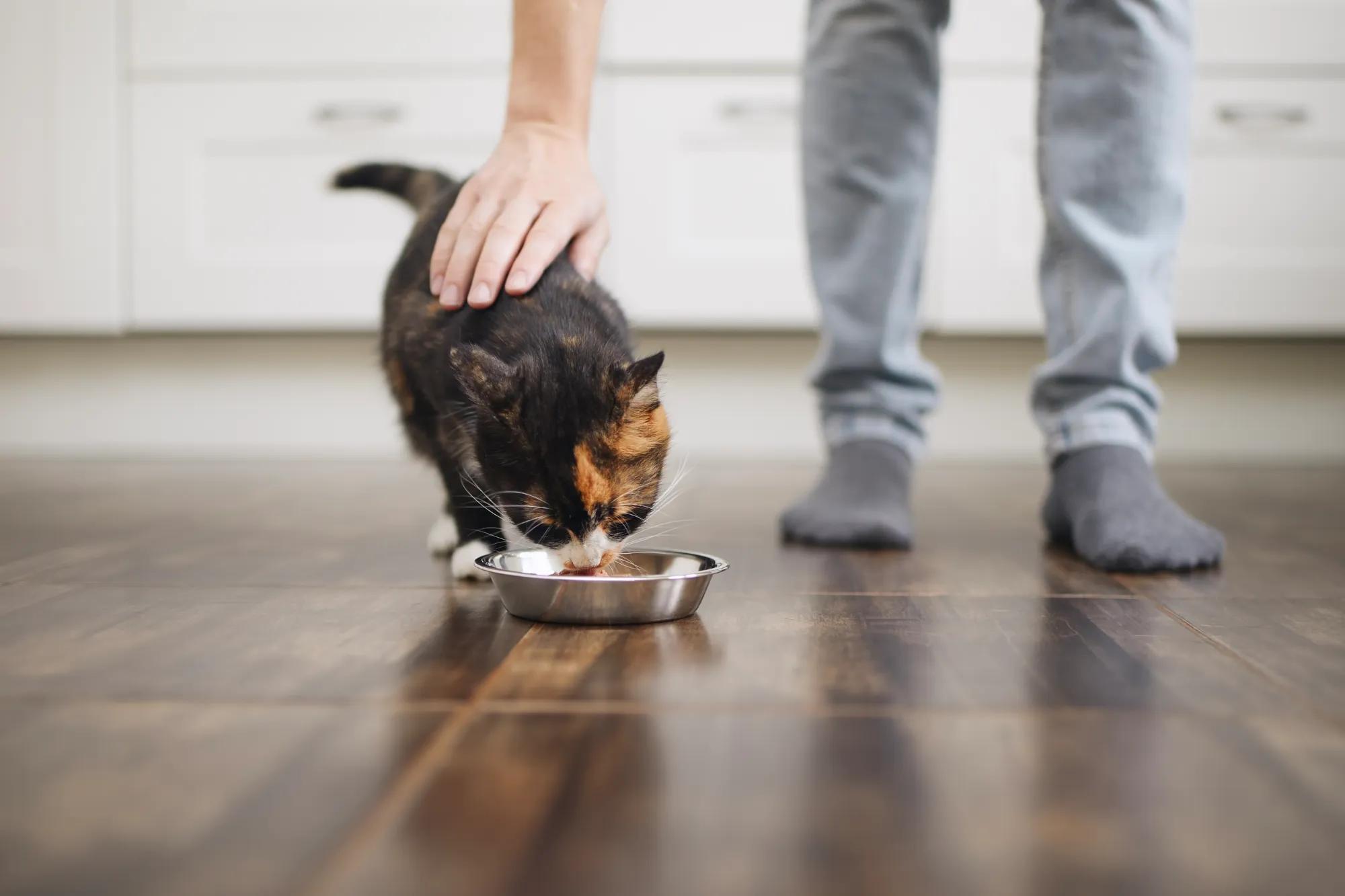 Pet cat eating in new home