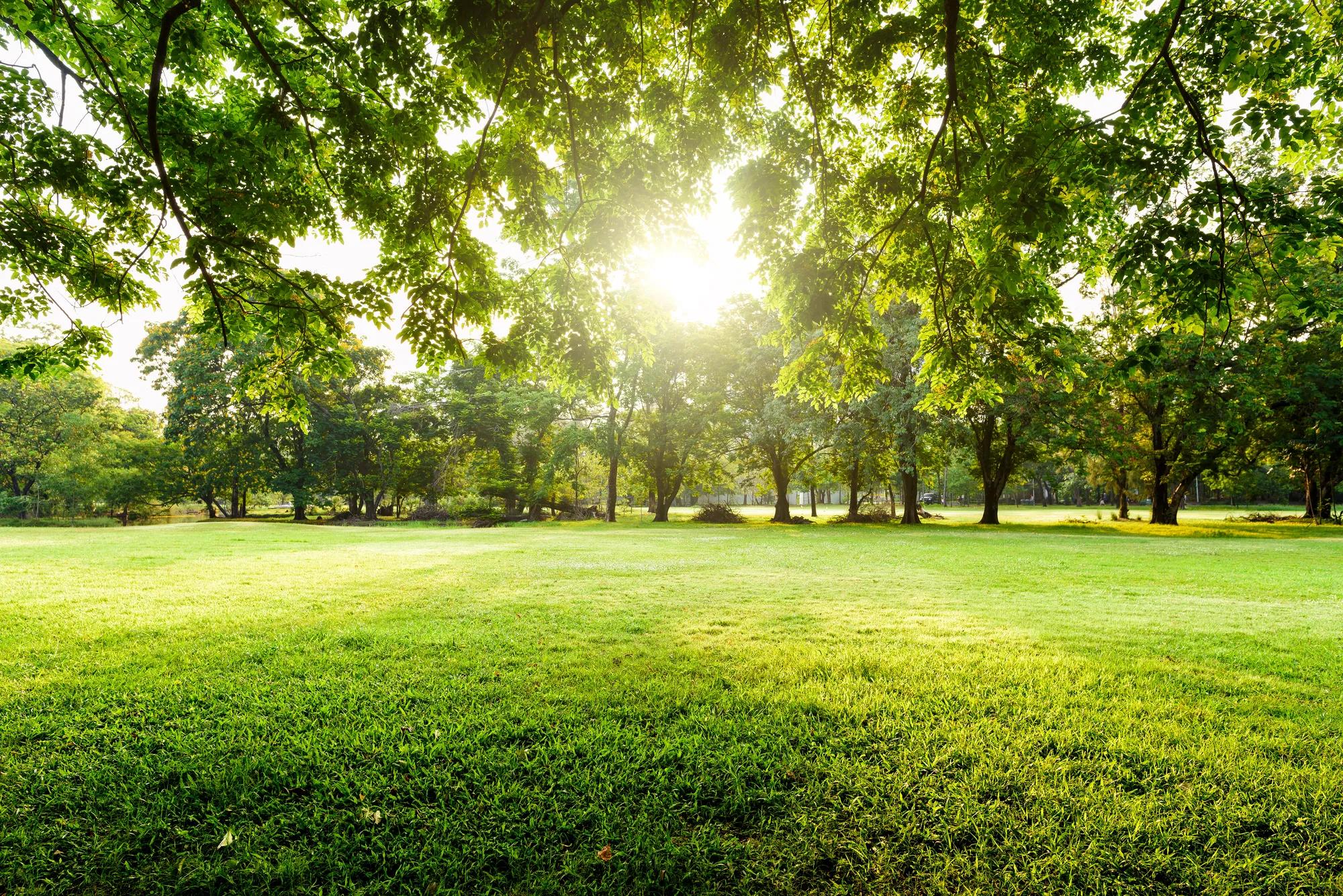 Sunrise at park with green grass and trees