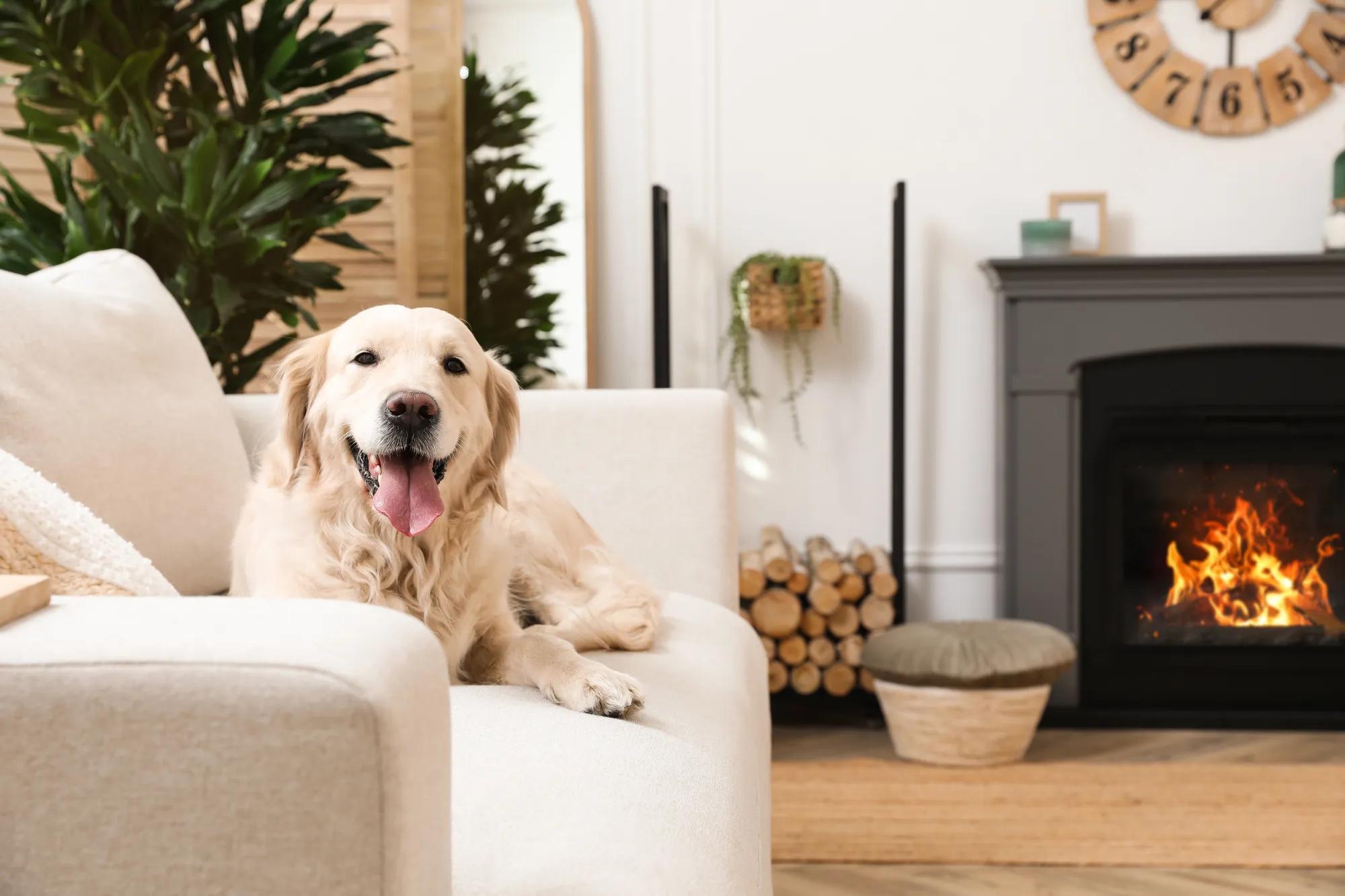 Dog on new home family room couch