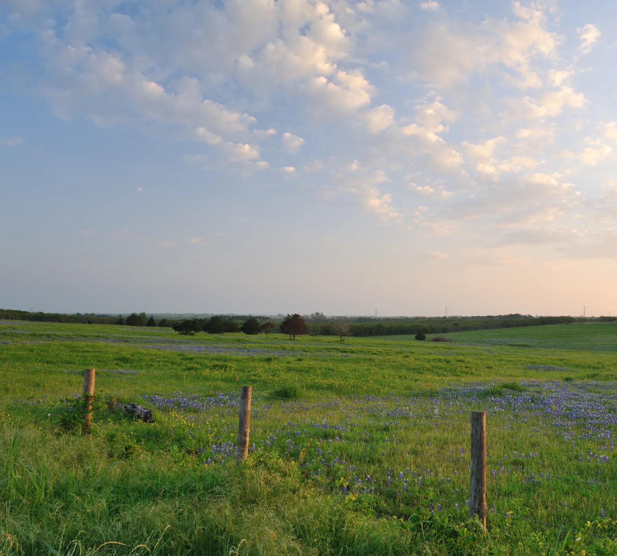 Springtime field in rural Texas countryside