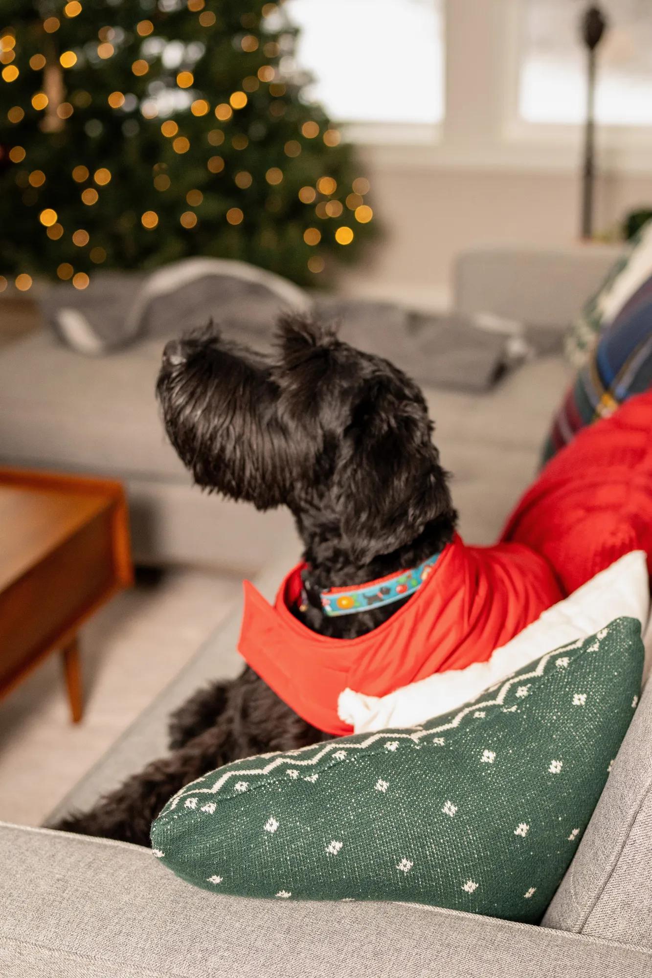 The Midwest Husbands' dog in the family room