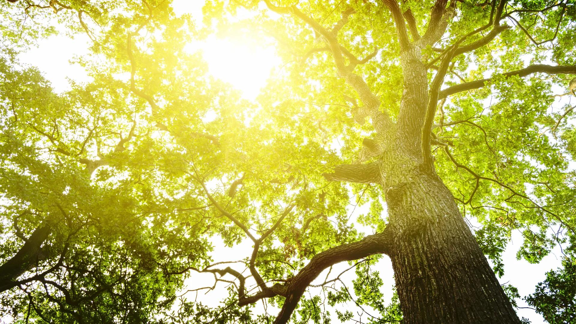 Sun shining through trees