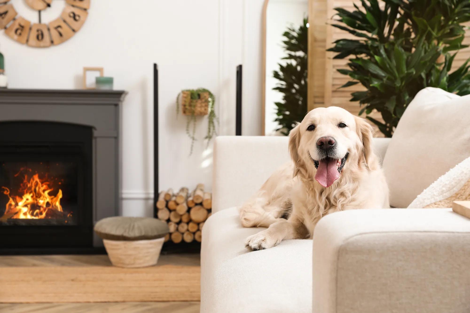 Dog on family room couch in new home