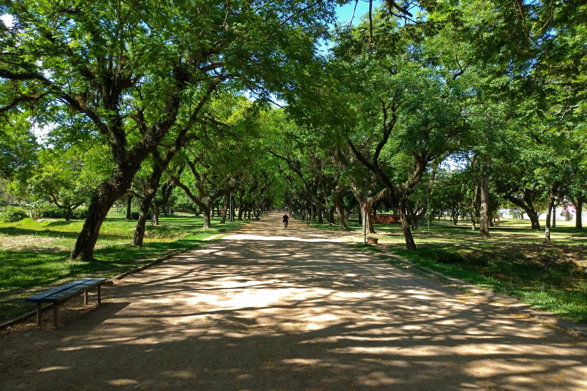 Large nature trail with green trees