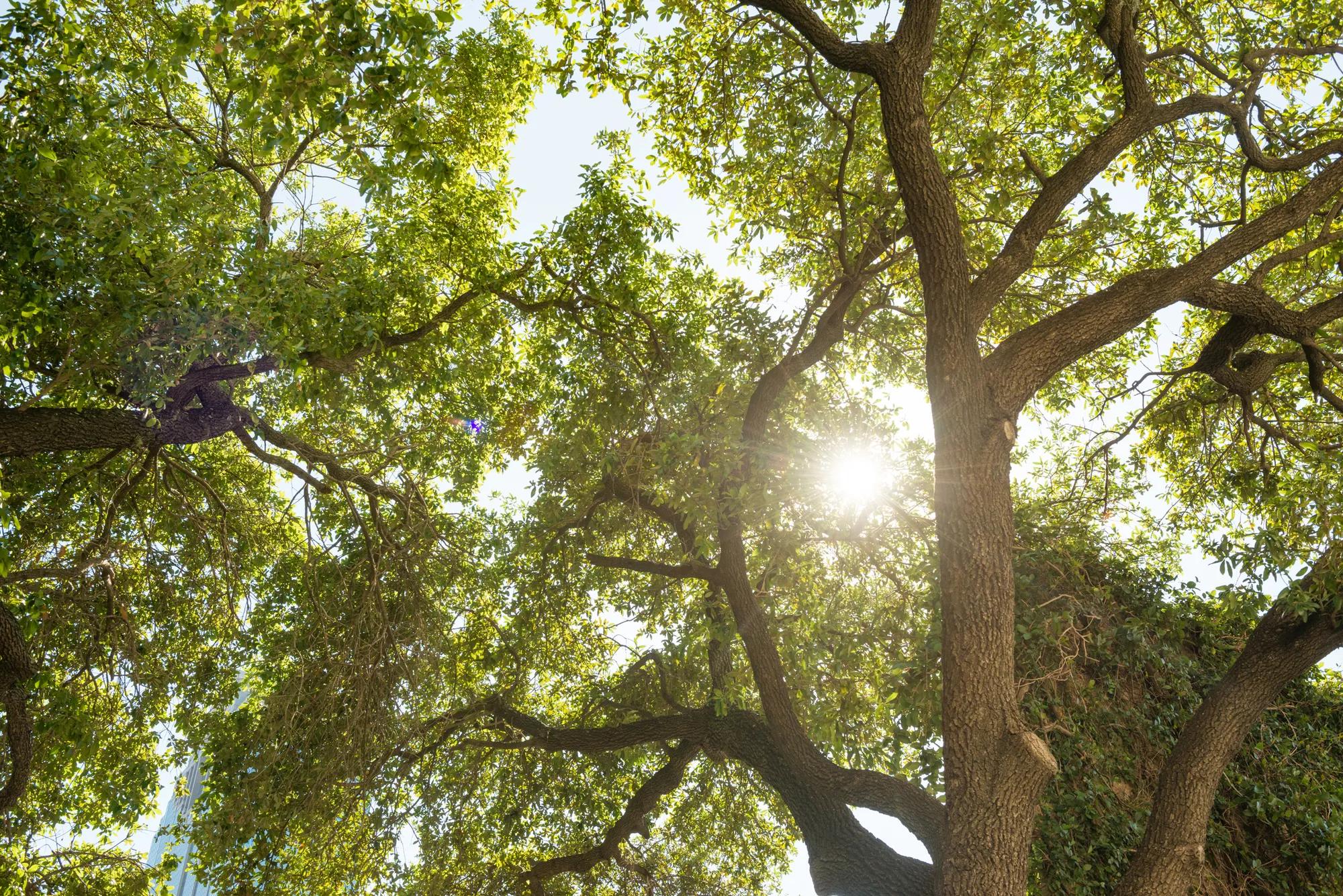 Sun shining through trees