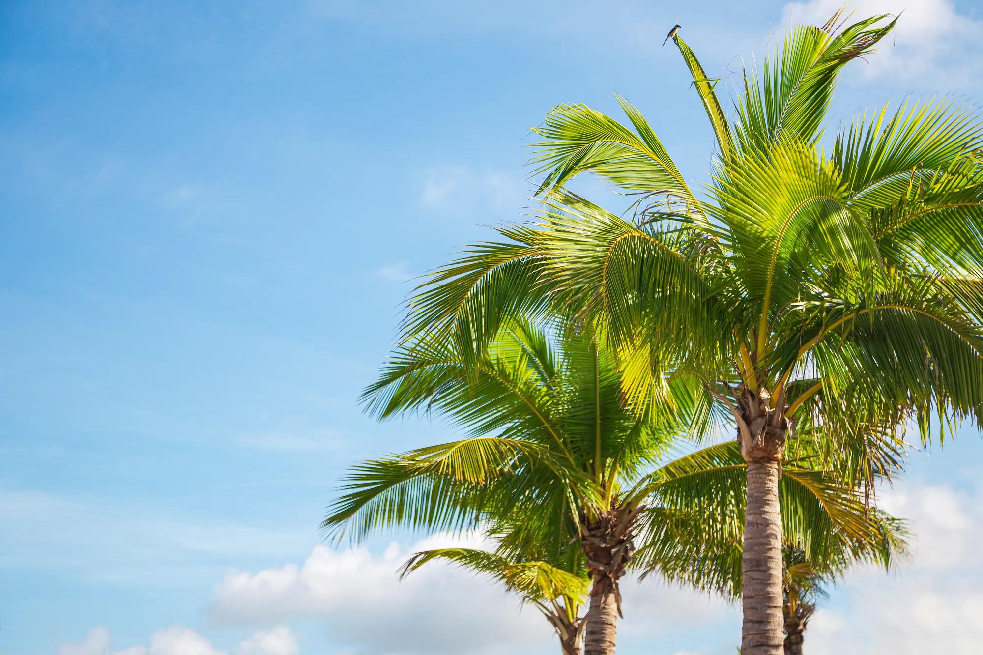 Palm trees and blue sky in Florida