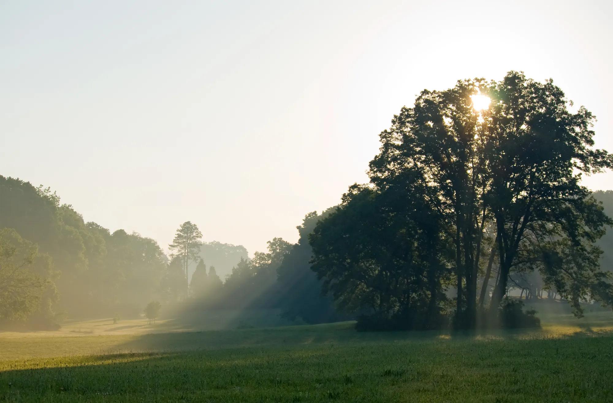 Knoxville, Tennessee Landscape with morning sun rays filtering through a tree.