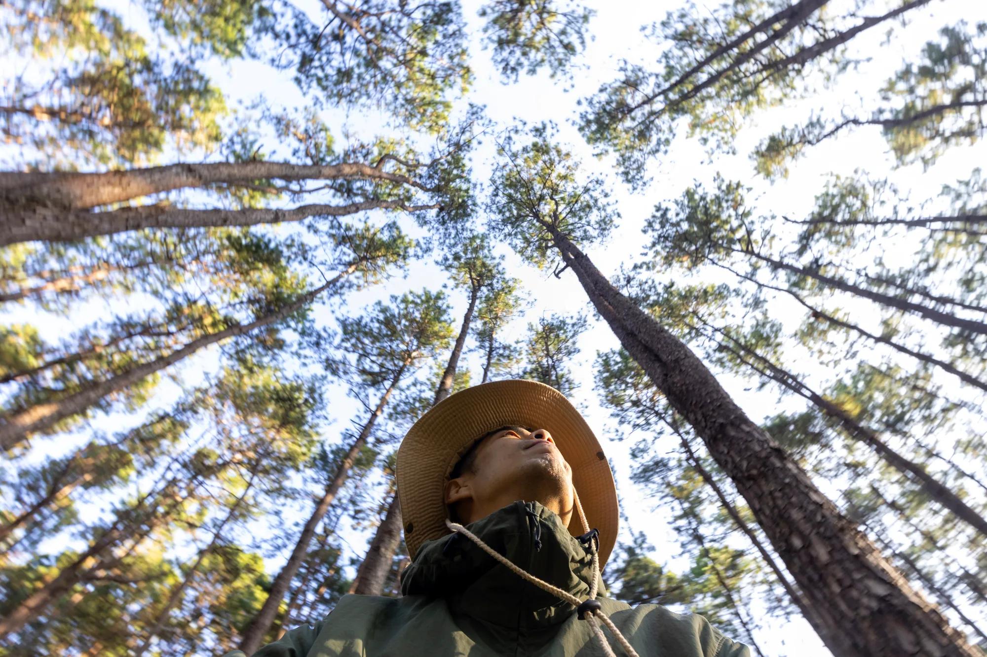 hiker surrounded by tall trees