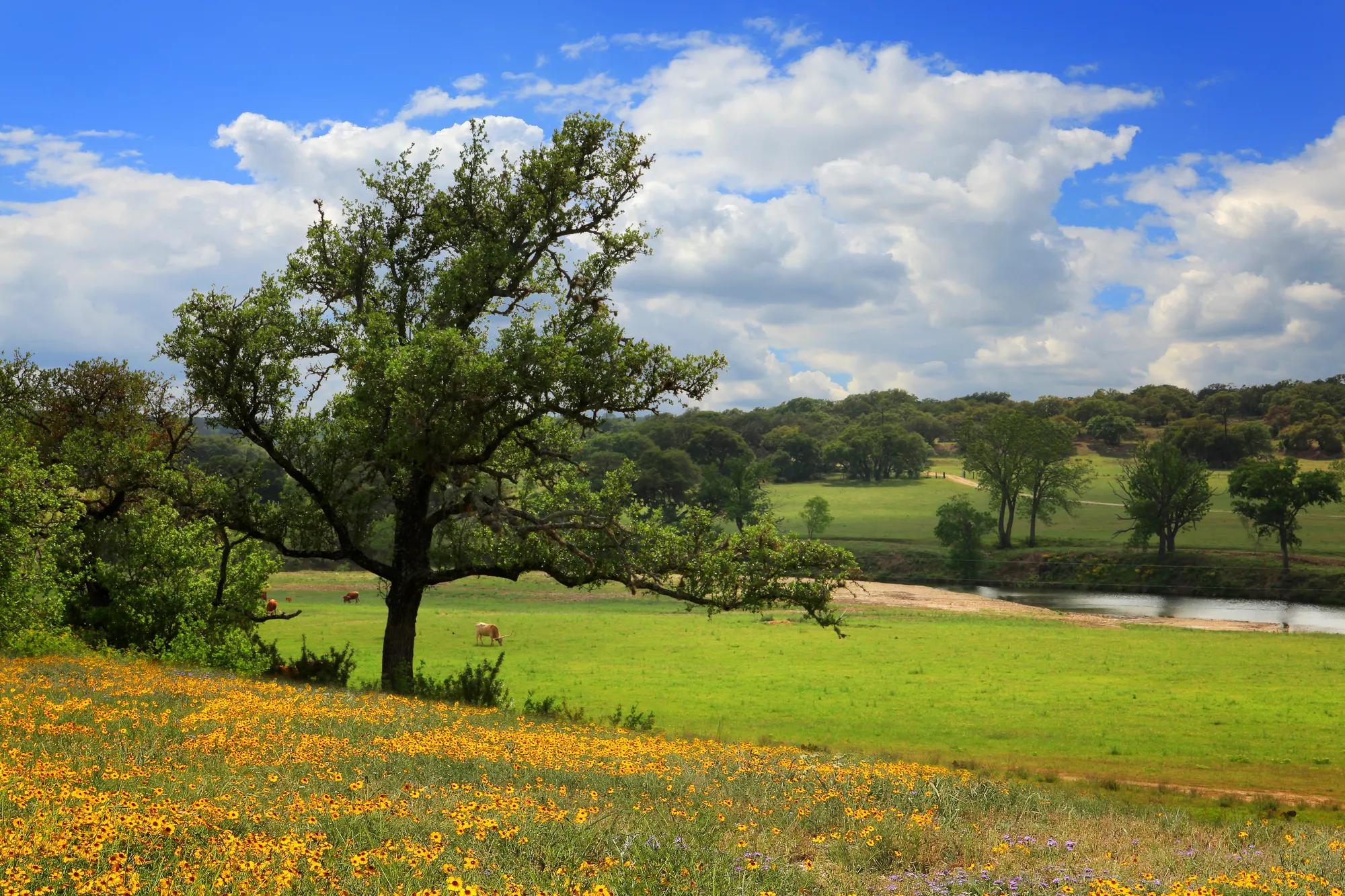 Open meadows with cattle grazing