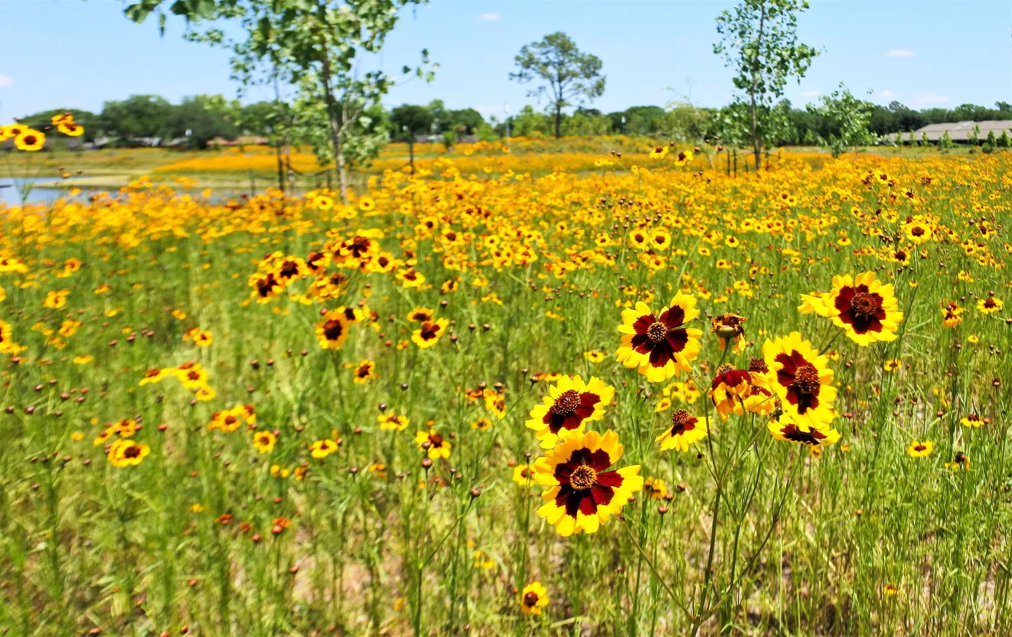Field of black-eyed Susan flowers
