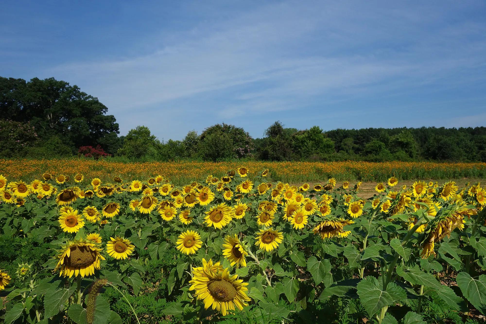 Sunflower field