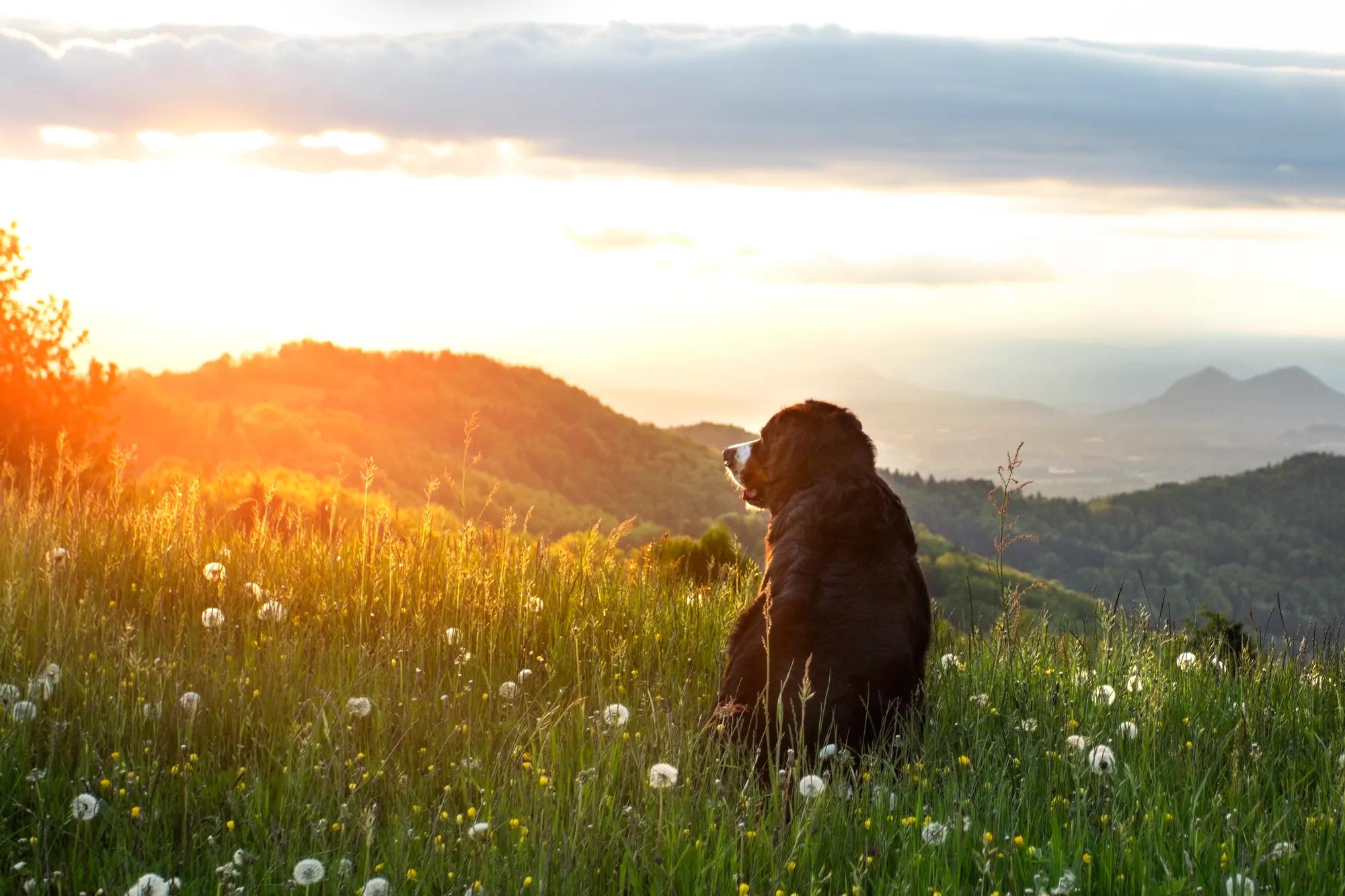 Bernese Mountain Dog in a meadow at sunset mountains in the background