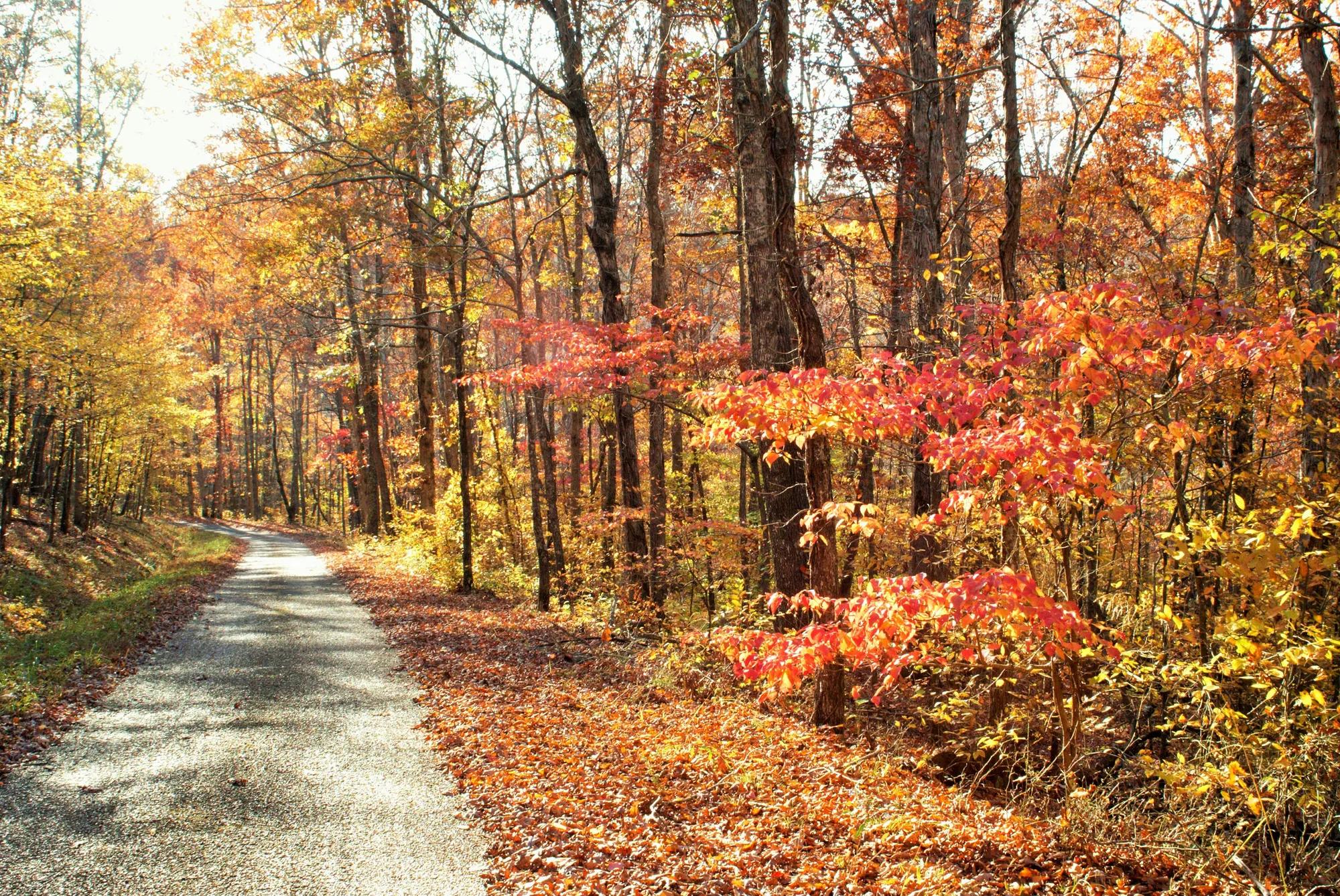 western Tennessee autumn trail