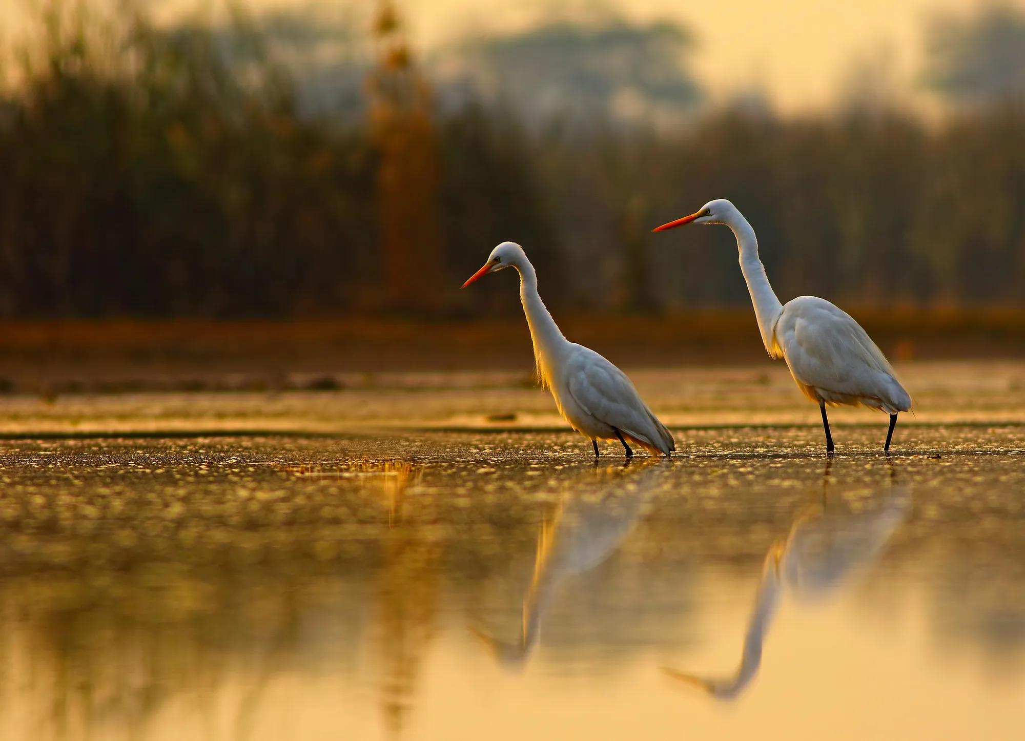 Egrets in pond at dawn