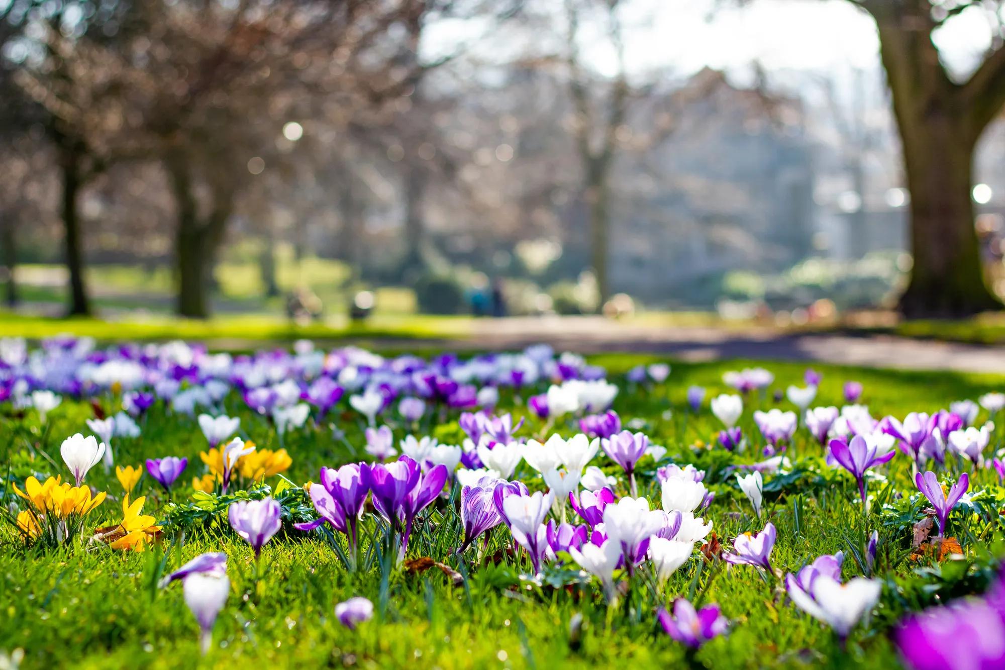 outdoor public park with purple, white, and yellow flowers