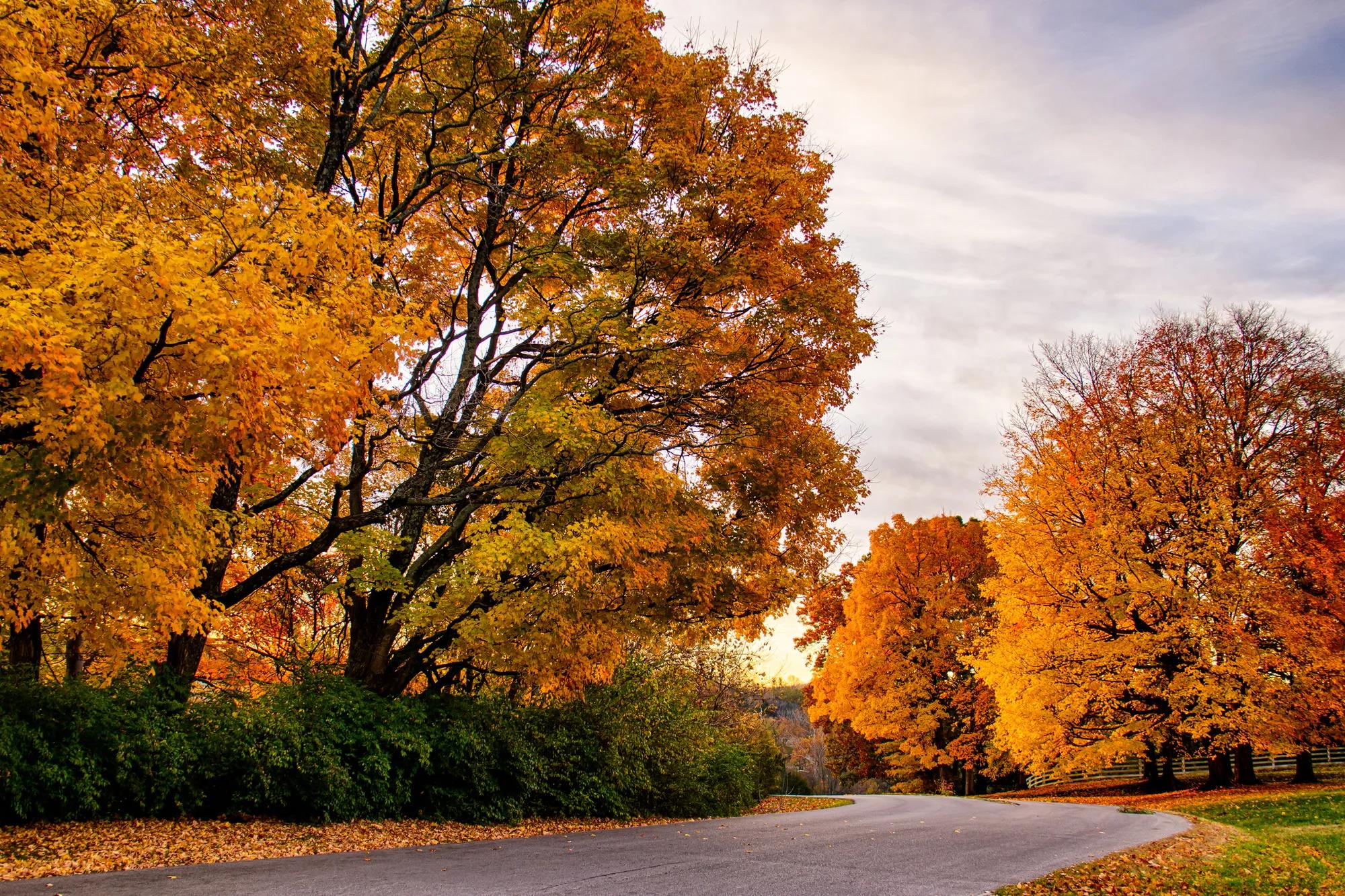 autumn landscape