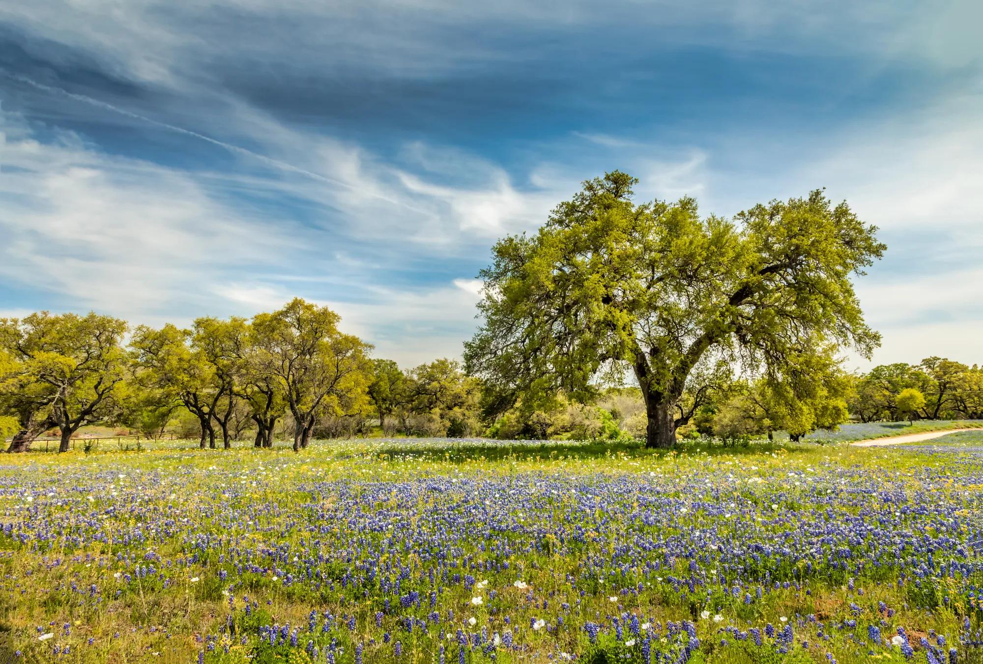 Spring landscape, flower field