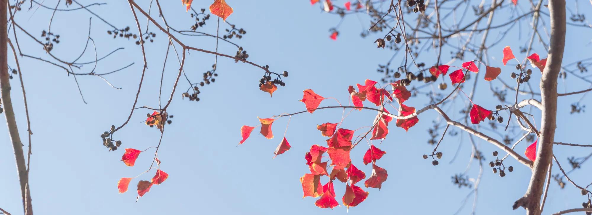 Colorful autumn foliage with blue sky background
