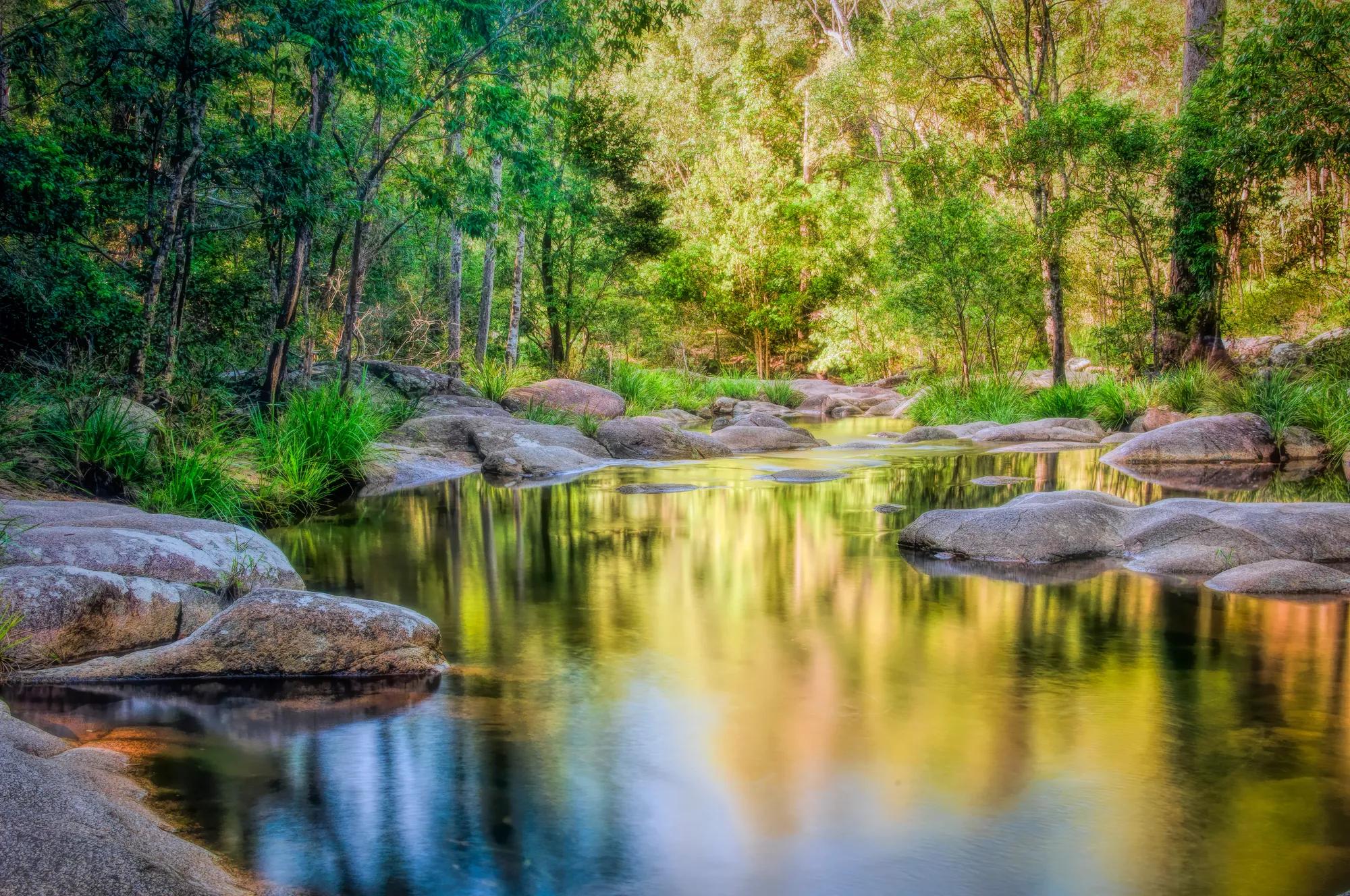 Trees, rocks, and shallow pool of water in forest landscape